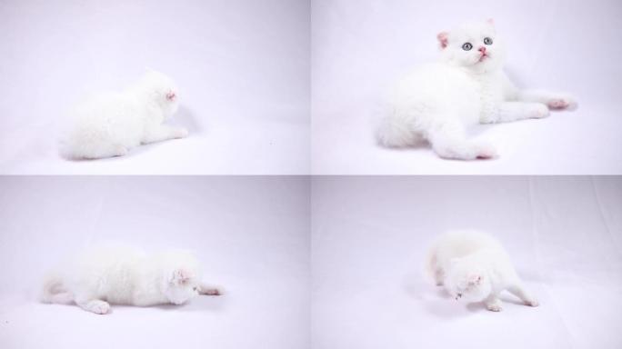 猫，小猫咪，白猫，猫咪幼崽，苏格兰折耳猫
