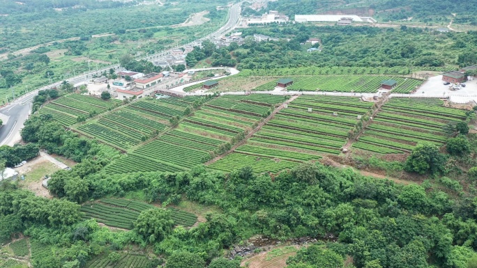 【原创·可商用】海丰茶田前进下摇