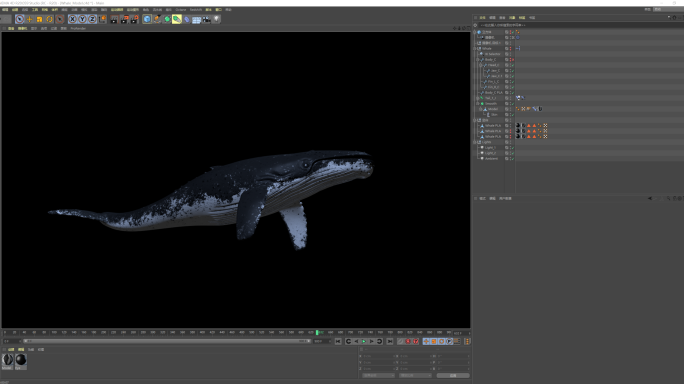 鲸鱼模型动画