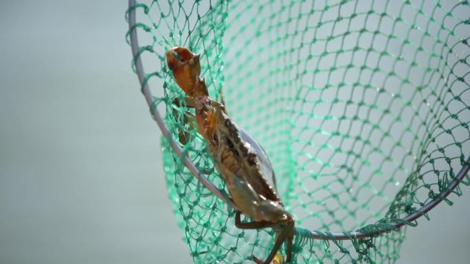实拍渔民捕捞重壳螃蟹视频
