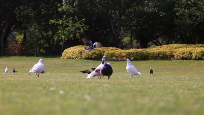 公园成群的鸽子、白鸽