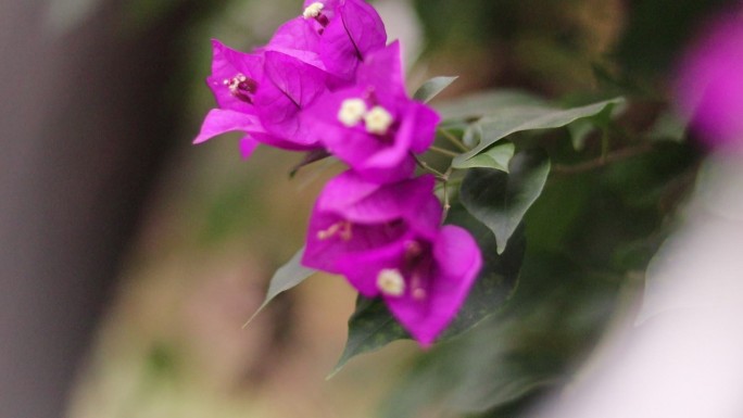 藤本紫色叶子花叶子梅紫茉莉植物
