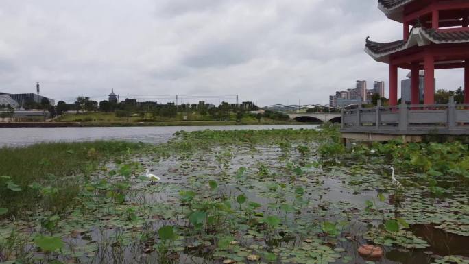 广西南宁市五象湖桂象湖白鹭