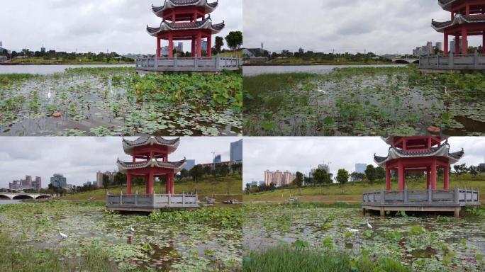 广西南宁市五象湖桂象湖白鹭