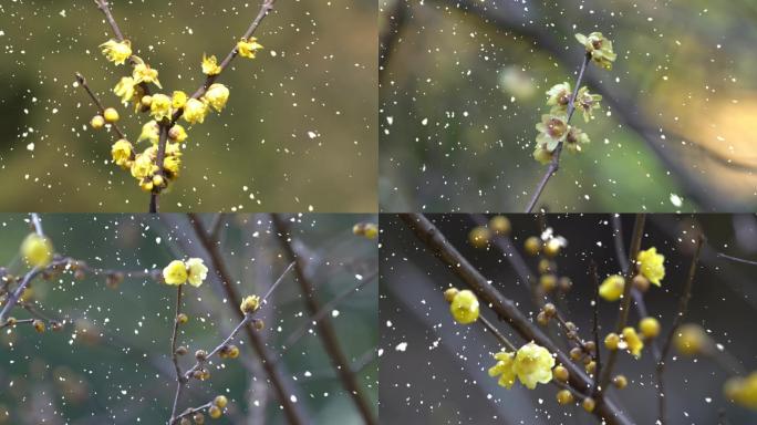 蜡梅花