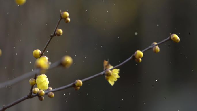 蜡梅花