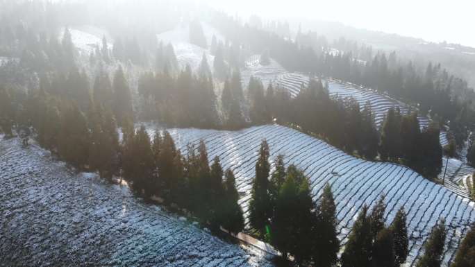 老川茶基地高山生态茶园雪景航拍