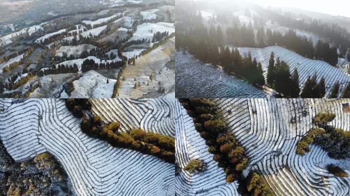 老川茶基地高山生态茶园雪景航拍