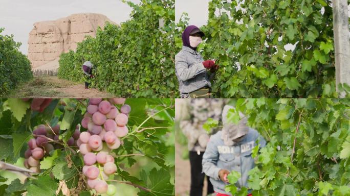 新疆葡萄园摘葡萄工人农民采葡萄