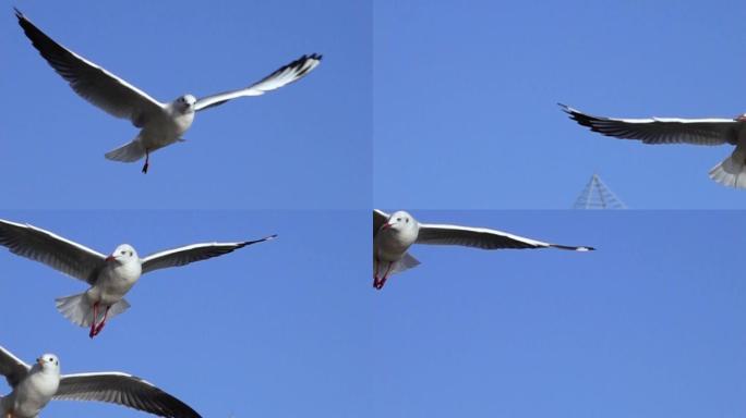 4种海鸥飞行素材慢动作合集