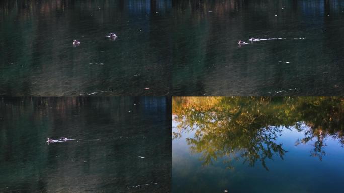 河里的野鸭子鸳鸯倒影