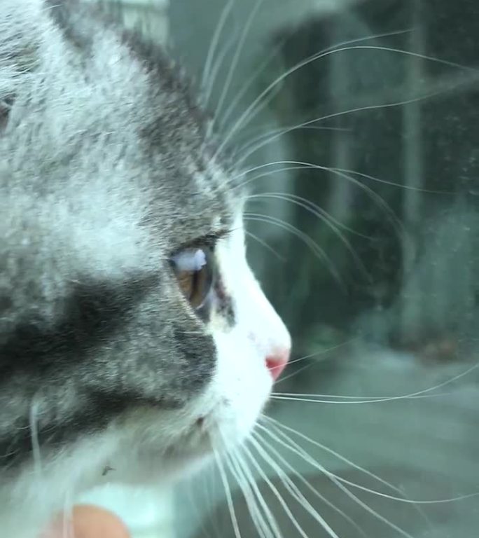 原创拍摄超级慢动作可爱小动物猫咪视频
