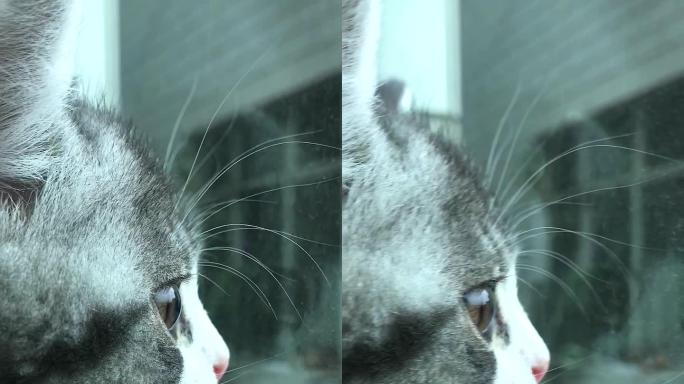 原创拍摄超级慢动作可爱小动物猫咪视频