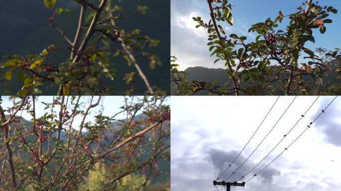 植物鸟夕阳花电线上的鸟儿