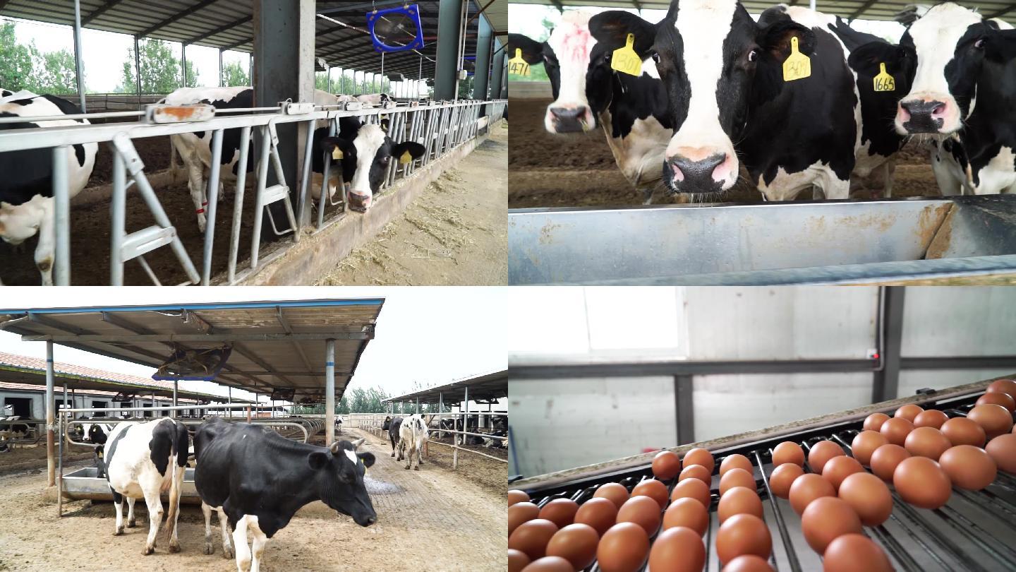 畜牧业奶牛养殖鸡蛋流水线