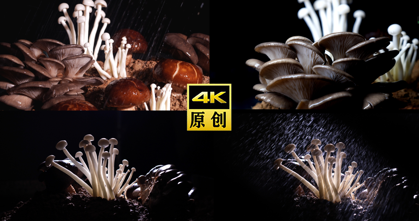 蘑菇-蘑菇特写-菌类-创意拍摄-创景拍摄