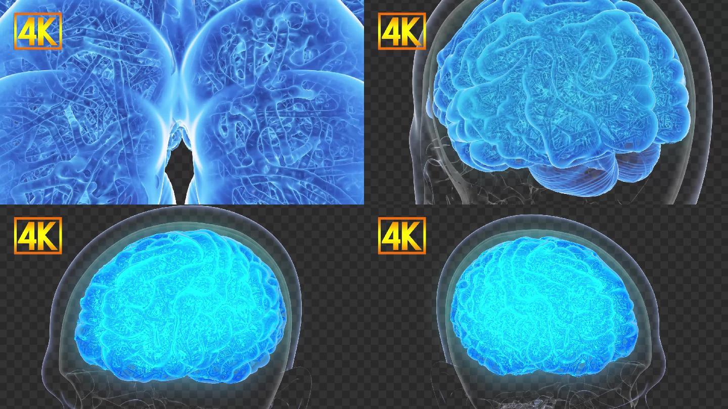 4K人体全息大脑-带通道