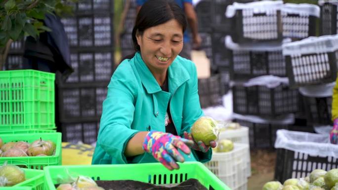 分拣梨梨园玉露香梨采摘收获