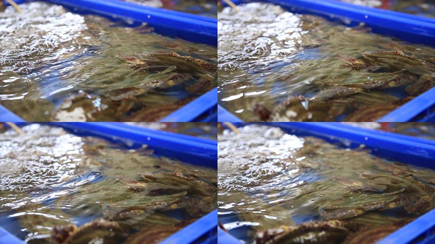 鲜活海蟹实拍