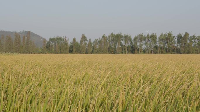 稻田上的麦穗