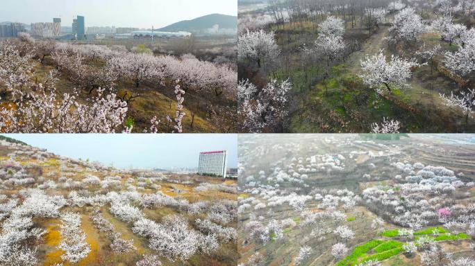 枣庄新城南山杏花沟宣传片