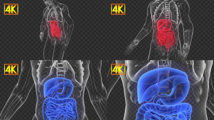 4K人体消化系统-带通道