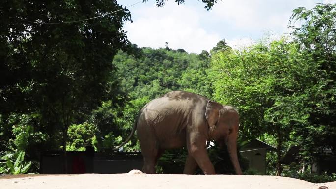 泰国驯兽师饲养的大象