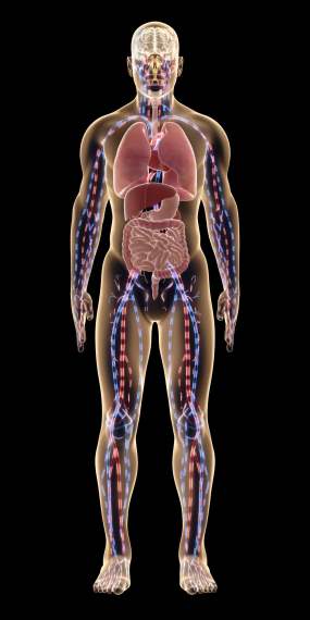 人体五脏_血液循环_通道视频素材