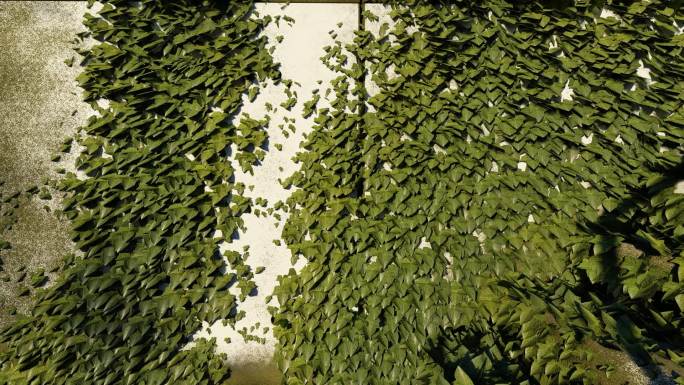景观墙壁绿色爬山虎藤蔓植物