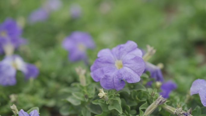 欢乐港湾盆栽花海绿化HLG