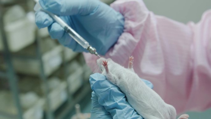药理实验小白鼠中药理化提纯提取