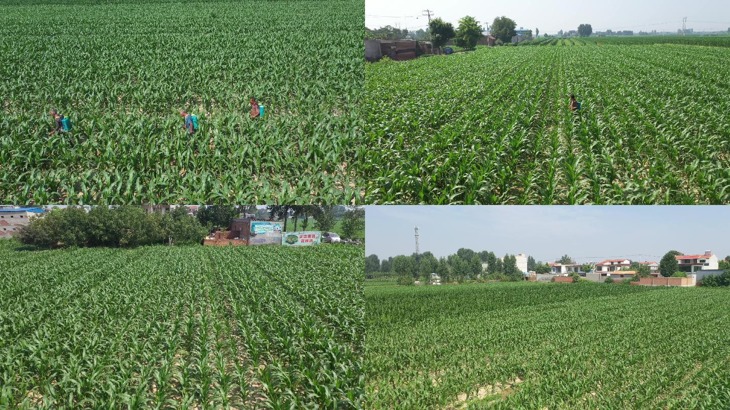 玉米地喷洒农药航拍