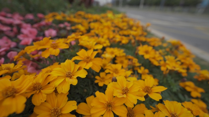 路边各种花朵群花争艳道路花坛HLG