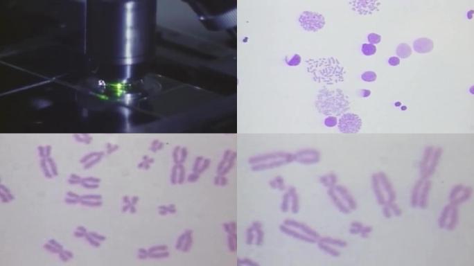 上世纪染色体研究、遗传学研究