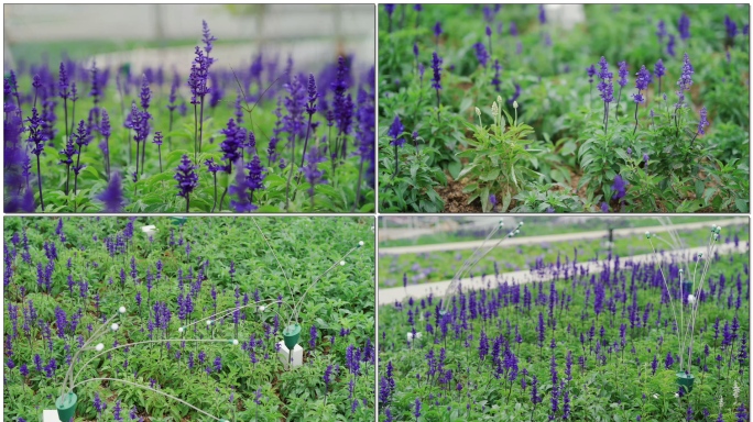 深圳欢乐港湾唯美薰衣草花海