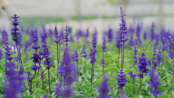 深圳欢乐港湾唯美薰衣草花海