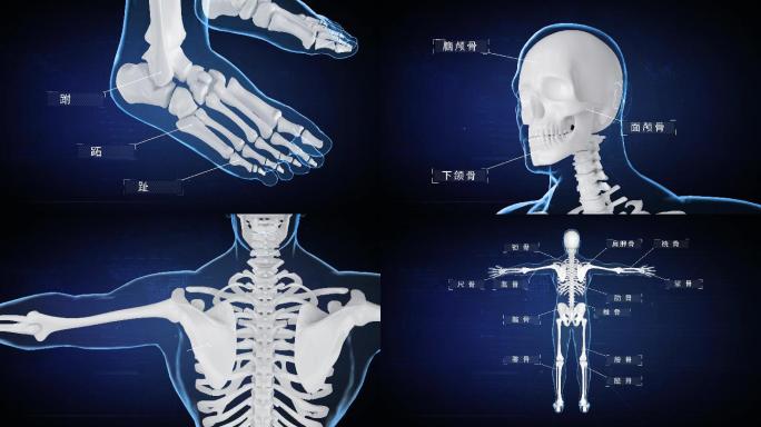 人体骨骼颅骨指骨介绍4K