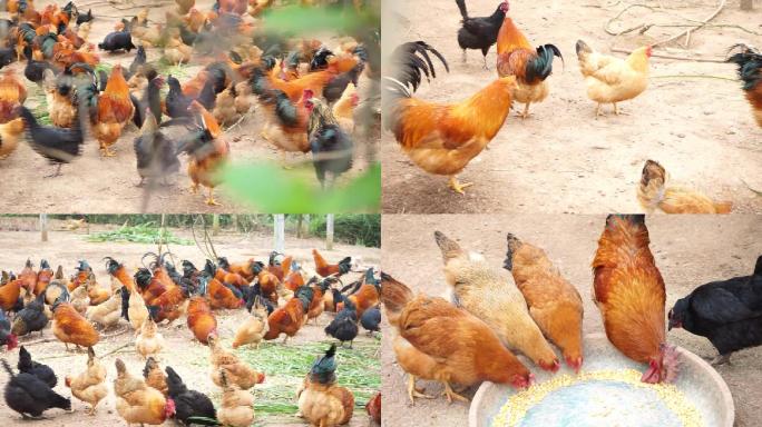 生态养殖鸡实拍视频素材