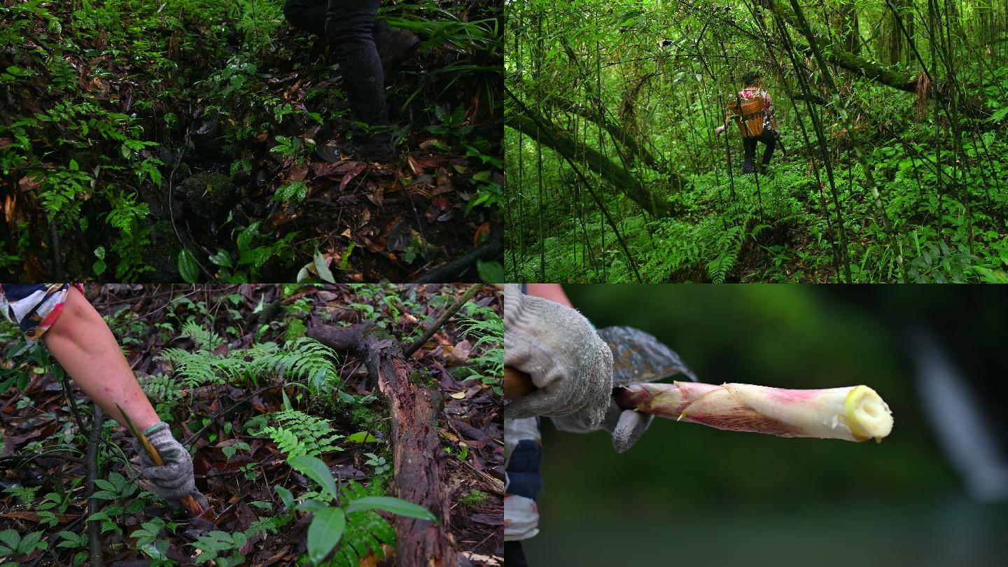 美味山珍原始森林竹笋采摘采笋子