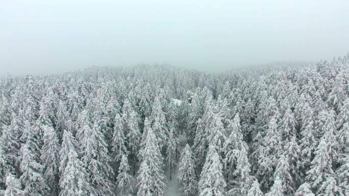 银装素裹的武隆喀斯特地貌仙女山雪松雪景