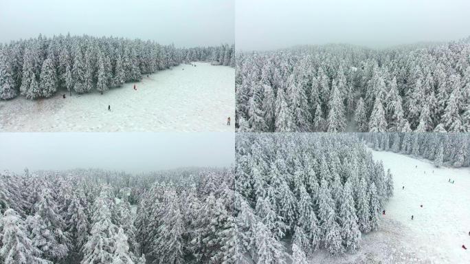 银装素裹的武隆喀斯特地貌仙女山雪松雪景