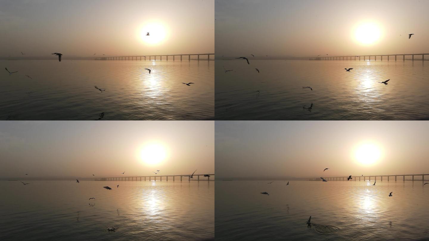 海面夕阳-飞鸟-天空飞翔海鸟