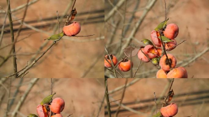 小鸟麻雀吃柿子