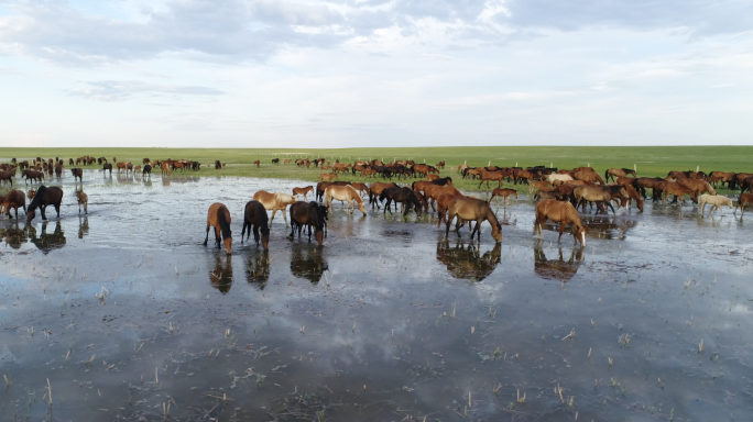 航拍内蒙古草原上的骏马