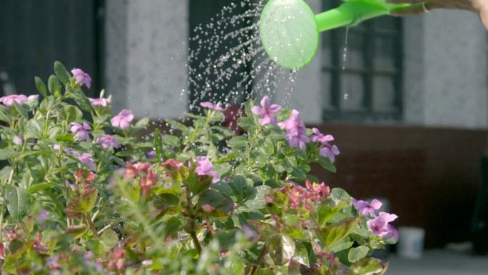 浇花花洒慢动作升格浇花