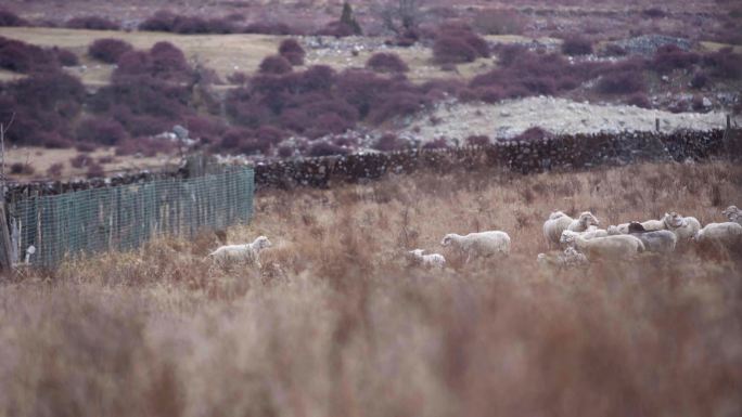 冬日羊群吃草远景山坡上