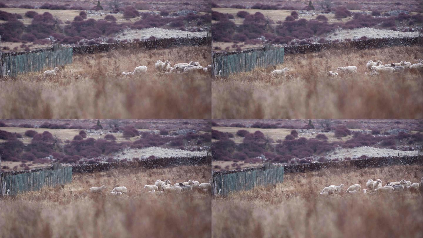 冬日羊群吃草远景山坡上