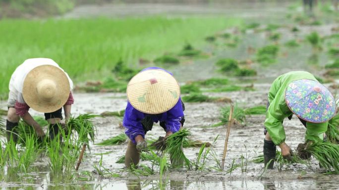 插秧种水稻人工种植水稻插秧工人