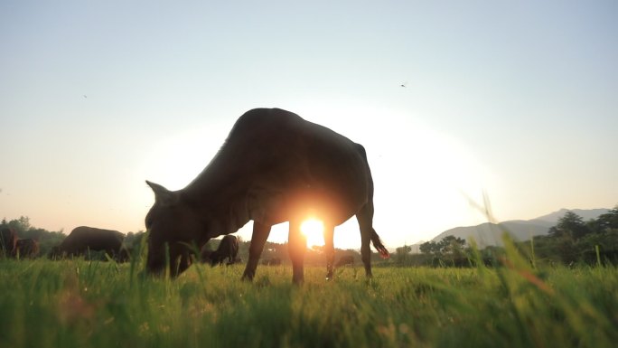 牛养牛场养牛牛场养殖畜牧农业