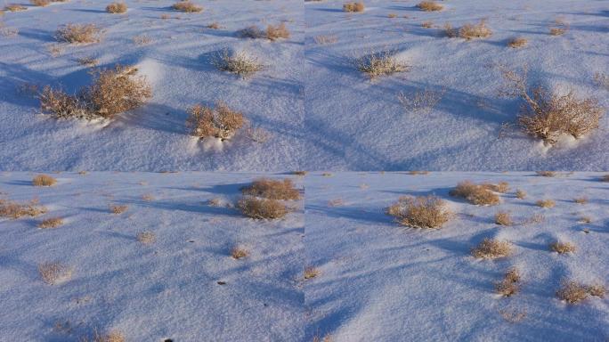 雪地野草
